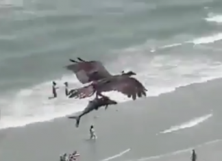 Un águila lleva en sus garras un tiburón