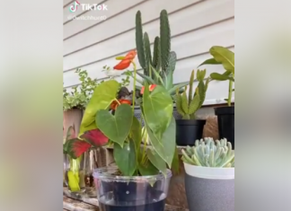 Vídeo: El truco definitivo para regar las plantas