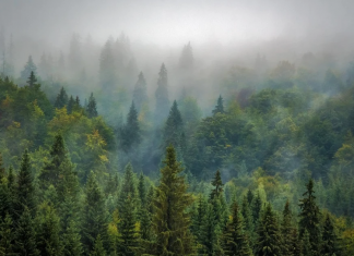 La Diputación de Bizkaia concede 675 ayudas por importe de 3,8 millones de euros para contribuir a un desarrollo equilibrado del sector forestal