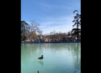 Los patos del Retiro caminan sobre el agua helada