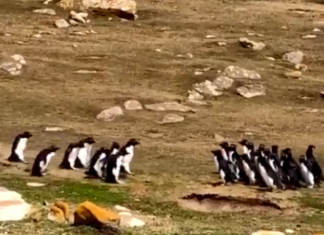 Se viraliza un video de unos pingüinos por la confusión de uno de ellos