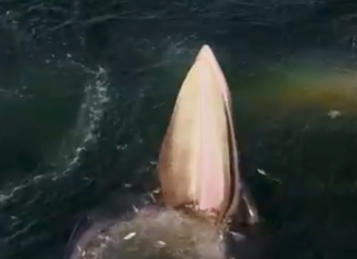Vídeo: Fauna marina en estado puro