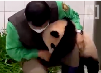 Este panda ha enternecido al mundo