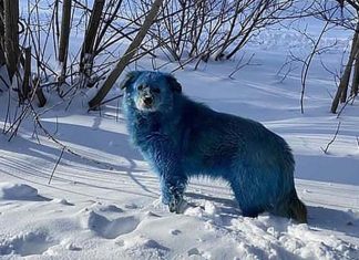 VIRAL: El misterio de los perros azules en Rusia