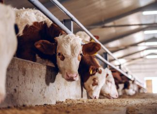 La Diputación de Bizkaia requisa en Basauri 27 animales a una persona que estaba inhabilitada para tener ganado