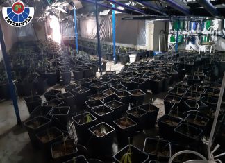 Detienen en Dima a un hombre por mantener una plantación de marihuana con 2.000 macetas y 3.000 esquejes