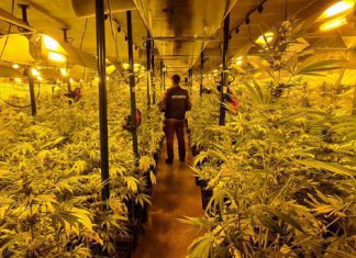 Encuentran 900 plantas de marihuana en un pabellón industrial de Güeñes
