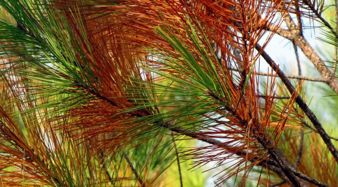 La Diputación Foral de Bizkaia aplicará un tratamiento pionero con bioestimulantes para frenar la expansión de la banda marrón