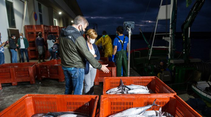 Euskadi clausura la costera del Bonito del Norte con una captura de 9.536 toneladas