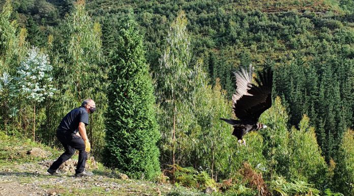 La Diputación de Bizkaia devuelve a la naturaleza a 11 rapaces, entre ellas un buitre negro, especie catalogada como vulnerable