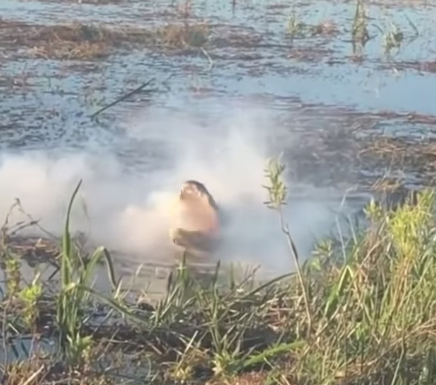 Un cocodrilo engulle un dron y comienza a echar humo