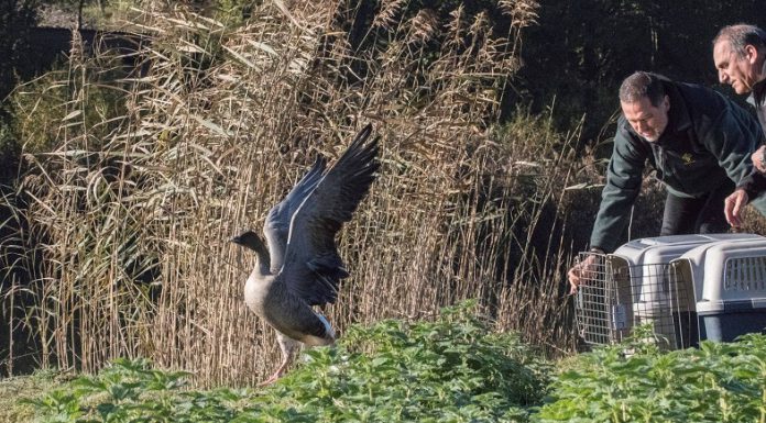 La Diputación devuelve a la naturaleza dos ejemplares de ánsar piquicorto atendidos en el Centro de Recuperación de Bizkaia