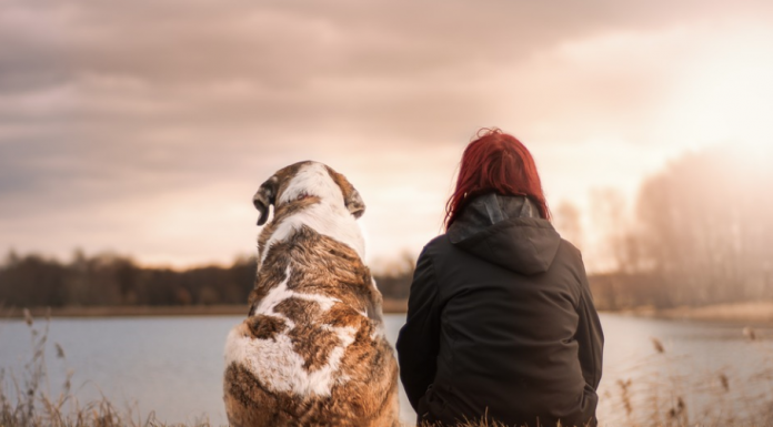 Las mascotas se consideran ya por ley seres sintientes