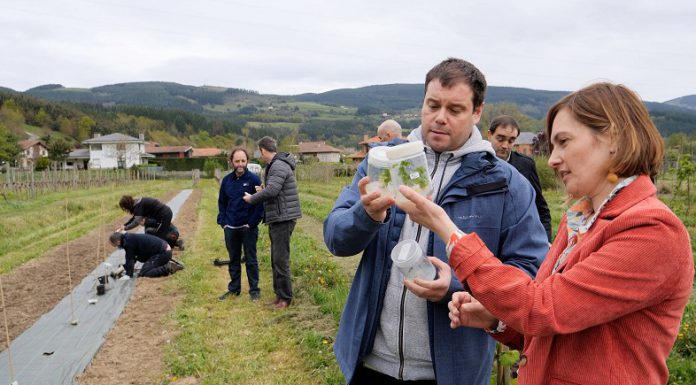 La Diputación de Bizkaia desarrolla con Aleovitro un ensayo para seleccionar lúpulo silvestre para producir cerveza kilómetro 0