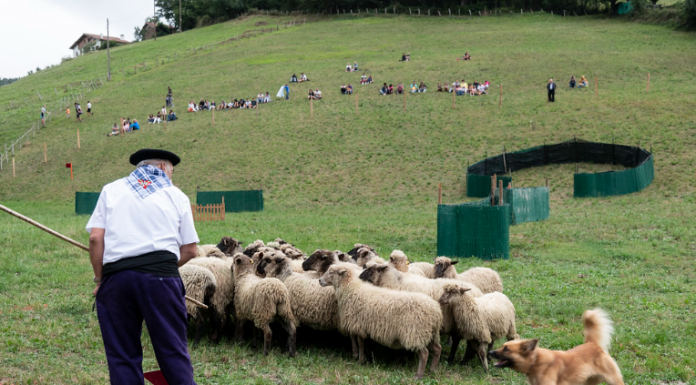 Bilbao basque FEST culmina con el primer campeonato de perros pastores que se celebra en una ciudad