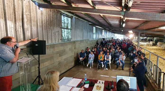 La Diputación Foral de Bizkaia subasta 35 cabezas de ganado pireinaico y pottoka de sus programas de selección y mejora genética