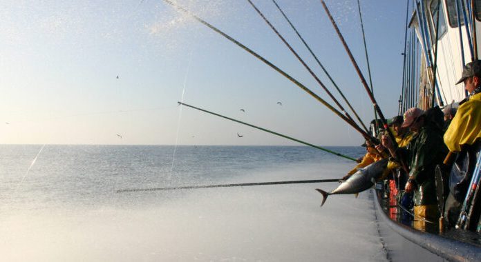 Conservas Serrats te explica por qué el mejor Bonito del Norte es el de costera