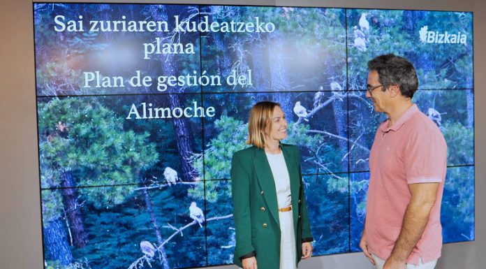 El programa de gestión del alimoche en Bizkaia consigue triplicar en 12 años el número de pollos de esta ave que vuela con éxito