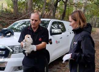 Diputación suelta en la naturaleza 101 lechuzas criadas en cautividad en el Centro de Recuperación de Fauna Silvestre de Bizkaia