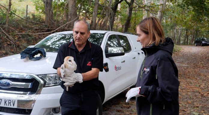 Diputación suelta en la naturaleza 101 lechuzas criadas en cautividad en el Centro de Recuperación de Fauna Silvestre de Bizkaia