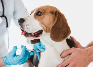 Euskadi obliga a inmunizar a todos los perros contra la rabia