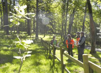 La Diputación de Bizkaia concede 868 ayudas por importe de 4,8 millones de euros para contribuir al desarrollo equilibrado del sector forestal