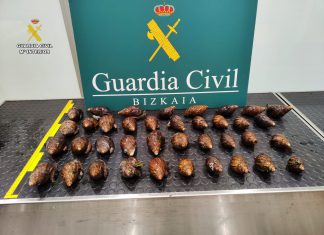Intervenidos 38 caracoles gigantes africanos vivos en el aeropuerto de Bilbao