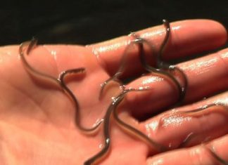 Euskadi limita a 150 las licencias anuales para la pesca de angula