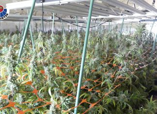 Desmantelada una plantación de marihuana con más de 3.000 plantas en Barakaldo