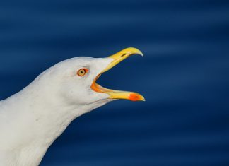 Nuevo caso de Influenza Aviar en una gaviota encontrada enferma en Bizkaia