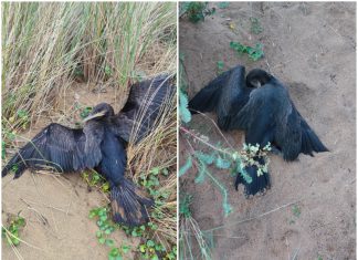 Eguzki denuncia la muerte de un cormorán desatendido en la Playa de la Arena