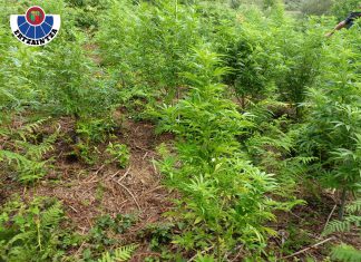 Investigado el responsable de una plantación de marihuana hallada en Berriz