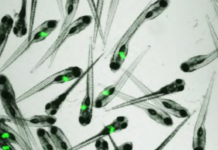 Biobide, erreferentea ikerketa farmakologikoan