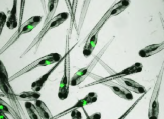 Biobide, erreferentea ikerketa farmakologikoan
