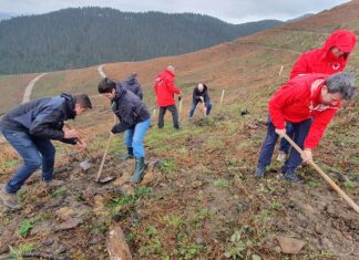 El bosque incendiado en Zalla se reforestará con más de 8.600 árboles y la participación de 100 personas voluntarias