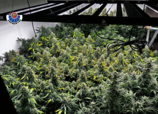 Desmantelado un cultivo ‘indoor’ de marihuana en Astigarraga