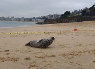 Aparece una foca en la playa donostiarra de Ondarreta
