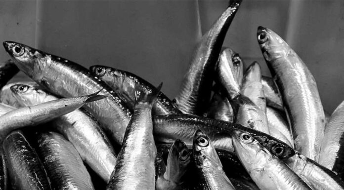 Las anchoas Serrats y su proceso