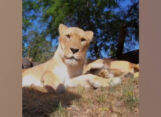 La divertida escena que logran grabar unos leones en Oregon tras encontrar una cámara oculta