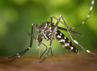 El programa de vigilancia detecta la presencia del mosquito tigre en 56 municipios de Euskadi