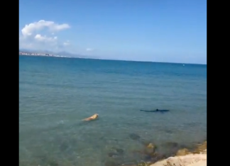 Aparece un tiburón en Denia y un perro comienza a perseguirlo