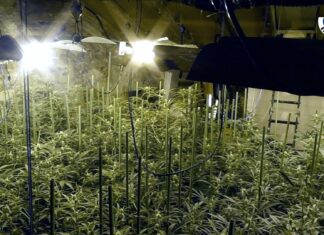 La Ertzaintza desmantela tres plantaciones “indoor” de marihuana en Bizkaia