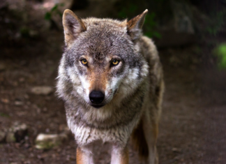 El Gobierno Vasco solicita excluir a los lobos del Listado de Especies en Régimen de Protección Especial