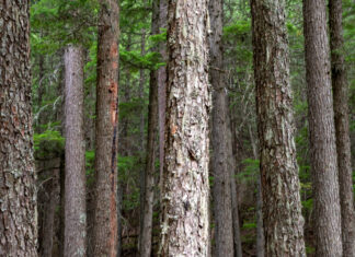 Bizkaiak 5,7 milioi euro bideratu ditu basogintza-sektore jasangarriagoa lortzeko laguntza-planera