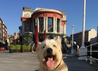El Ayuntamiento de Bilbao aprueba la nueva ordenanza de protección, bienestar y tenencia responsable de los animales de compañía