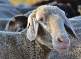 Bizkaia impulsa la vacunación voluntaria frente al serotipo 3 de la lengua azul para proteger la cabaña ganadera del Territorio