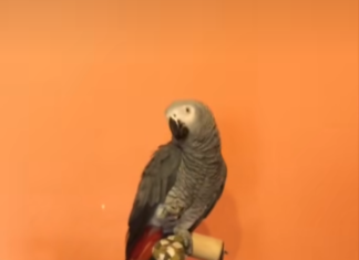 ¡Berritxu ya está en casa!