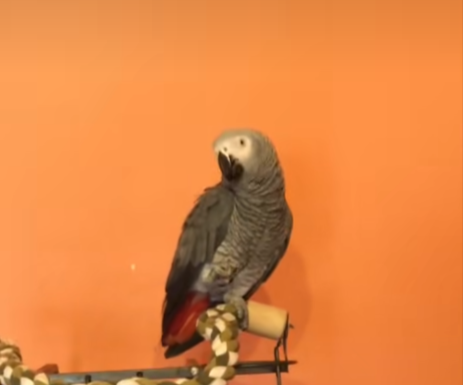 ¡Berritxu ya está en casa!