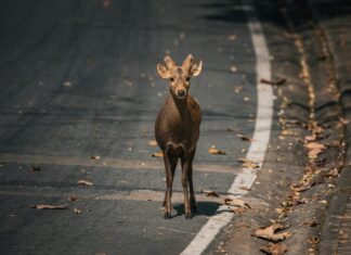 Nafarroako Gobernuak aurrera jarraitzen du errepideetako animalien istripuak murrizteko departamentuarteko lanean