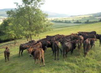 La Diputación Foral de Bizkaia abre una nueva convocatoria de ayudas al sector agrario con 261.000 euros de presupuesto